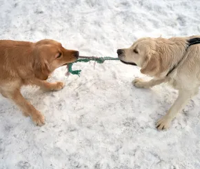 Two dogs playing tug of war